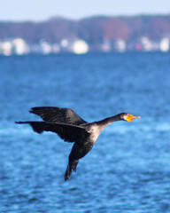 Coastal bird (cormorant) in dynamic scene