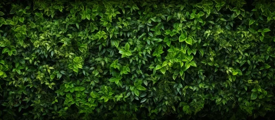 Fotobehang A close up of a lush green shrub with numerous leaves, showcasing the beauty of a terrestrial plant in its natural habitat © AkuAku