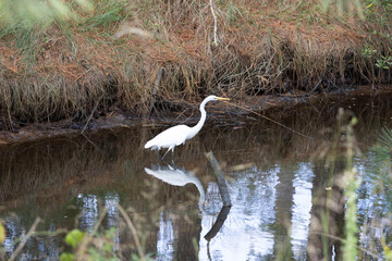 Fototapeta premium Egret, reflection in water, fall