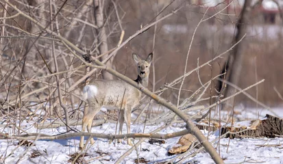 Plexiglas foto achterwand roe deer in the wild in winter among cut trees and bushes, sunny winter day  © Ivan