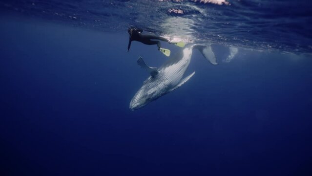 Amazing closeup humpback whale portrait underwater in Pacific Ocean. Baby calf comes at surface to take breath. Young whale dance wave flippers in water in Tonga Polynesia. Mammal Marine nature life