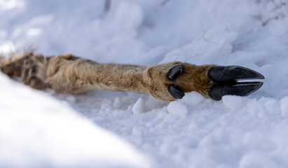 roe deer hoof on a snowy road
