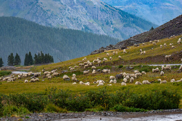 Fototapeta na wymiar Flock of sheep in the St. Human mountains of Northern California