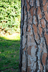 Pine tree bark in the park with green leaves in the background. Bark of pine tree close up. Natural background and texture. Tree bark texture.