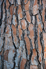 Pine tree bark in the park with green leaves in the background. Bark of pine tree close up. Natural...