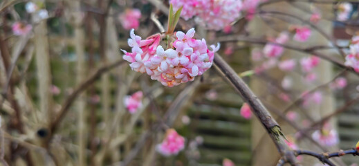 Bodnant viburnum pink and white flowers