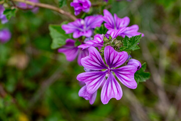 Fototapeta premium Purple mallow flowers on a background of green leaves in spring