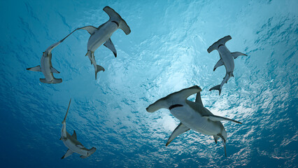 Hammerhead shark (Sphyrnidae) swimming in tropical underwaters. 3d illustration rendering - obrazy, fototapety, plakaty