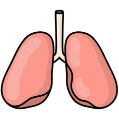 Lungs illustration 