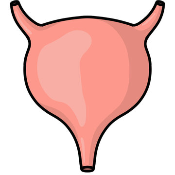 Bladder illustration 