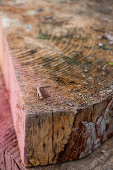 Wooden cut of a tree in the garden, close-up. Closeup of a tree stump with