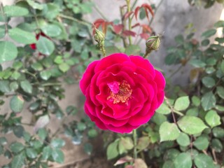 Red rose in garden