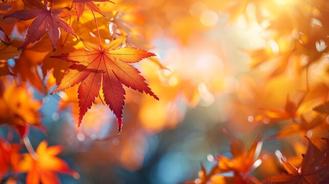 Close-up of colorful autumn leaves, seasonal change