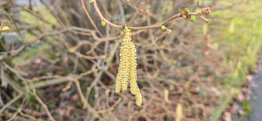 Obraz premium A set of male hazel catkins in dynamic movement, releasing lots of pollen in the wind.