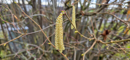 A set of male hazel catkins in dynamic movement, releasing lots of pollen in the wind.