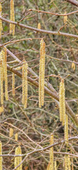 A set of male hazel catkins in dynamic movement, releasing lots of pollen in the wind.