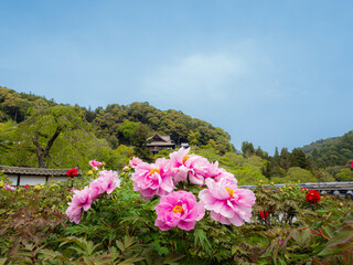 Obraz premium ピンク色の牡丹の花