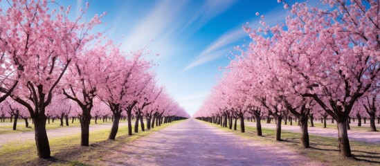 Obraz premium A stunning natural landscape with a row of cherry blossom trees along a road, their purple and magenta flowers contrasting beautifully with the blue sky and fluffy clouds