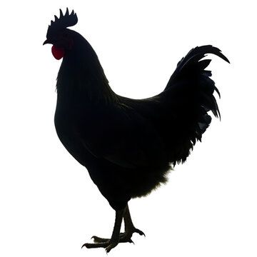 rooster hen isolated