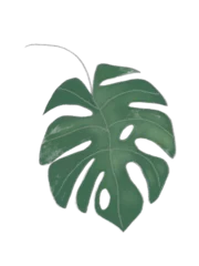Zelfklevend Fotobehang Monstera green leaf isolated on white