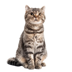 Fototapeta premium cat