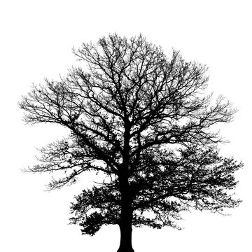 Bare tree silhouette of an old oak tree isolated on a white background. Fine twigs and branches are visible. The single plant is part of a beautiful nature.