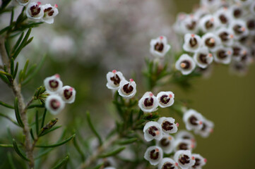 Flowers of Tree Heath, Erica arborea. Mount Limbara, Gallura Olbia, Tampio, Sardinia, Italy