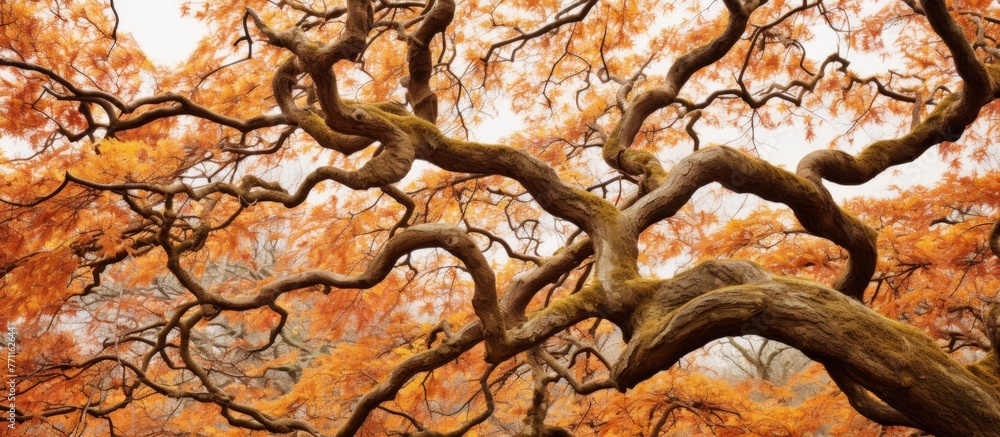 Aufkleber admiring the intricate patterns of a trees branches adorned with autumn leaves is like witnessing a 