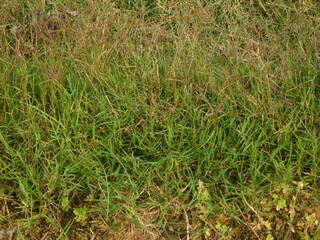 green grass background