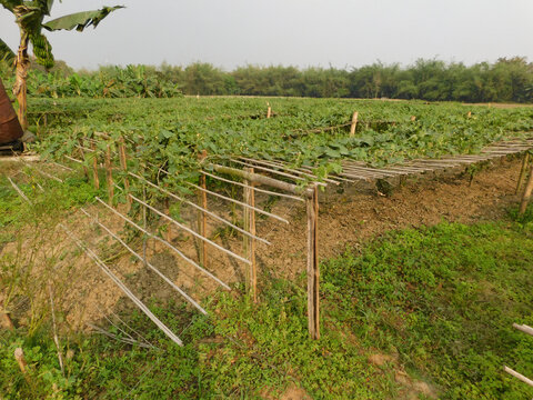 pointed gourd plant, pointed gourd, pointed gourd tree in india,	