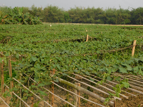 pointed gourd plant, pointed gourd, pointed gourd tree in india,	