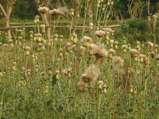 Obraz premium Weeds growing on the field