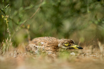 Stone Curlew, Eurasian Thick-knee, or Eurasian Stone-curlew (Burhinus oedicnemus).