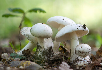 Amanita virosa, known in Europe as the destroying angel, a deadly poisonous mushroom