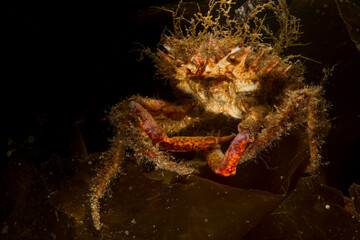 Lesser Spider Crab (Maja Crispata),  Mediterranean Sea, Alghero, Sardinia, Italy
