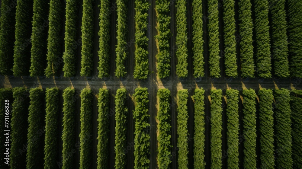 Poster an aerial view of perfectly aligned vineyard rows presenting a symmetrical and minimalist pattern in