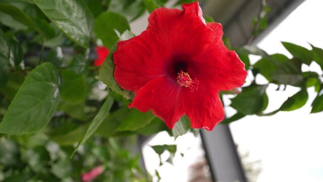 Close-up view of a red hibiscus flower in the garden.