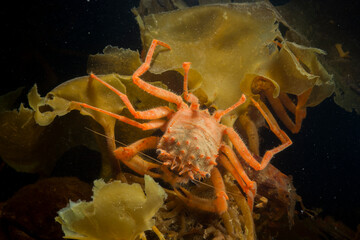 Homola barbata crab (Spiny-fronted homola, Homola spinifrons). Asinara Island, Porto Torres, Sardinia. Italy, Mediterranean sea