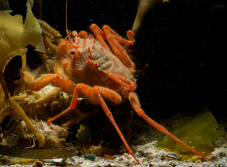 Homola barbata crab (Spiny-fronted homola, Homola spinifrons). Asinara Island, Porto Torres, Sardinia. Italy, Mediterranean sea