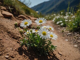 beautiful white little flower in the side of the dirt road mountain view