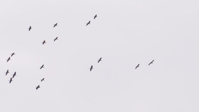 Flock of geese flying and soaring in overexposed sky, return for breeding season