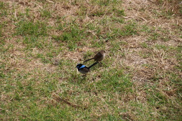 Blue Wren Bird Male and femail