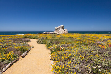 Path leading to the beach with large white offshore rock at Point Piedras Blancas, California