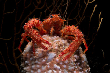 Squat lobster Galatea sp cfr Galathea strigosa  Asinara Island, Porto Torres, Sardinia, Italy, Mediterranean sea