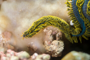 Paddle worm Verme pagaia (Phyllodoce paretti). Porto Conte. Alghero, SS, Sardegna, Italy 