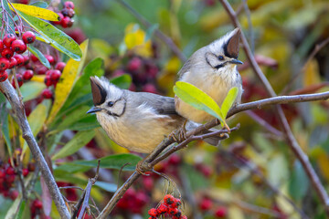 Beautiful pair of Taiwan Yuhina perched on the tree