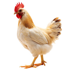 Fototapeta premium a chicken