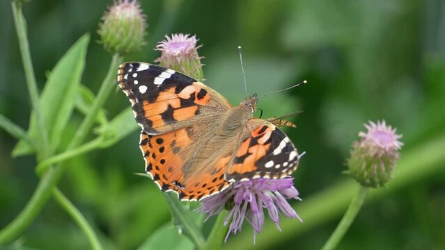 Painted Lady or Vanessa cardui butterfly sucking nectar from Thistle, Slow motion 240fps 
