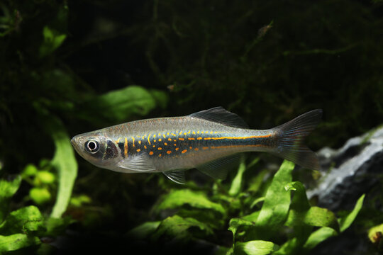 Burmese Danio (Devario species) in tropical aquarium