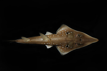 Top view of white-spotted guitarfish or bottlenose wedgefish (Rhynchobatus australiae)	